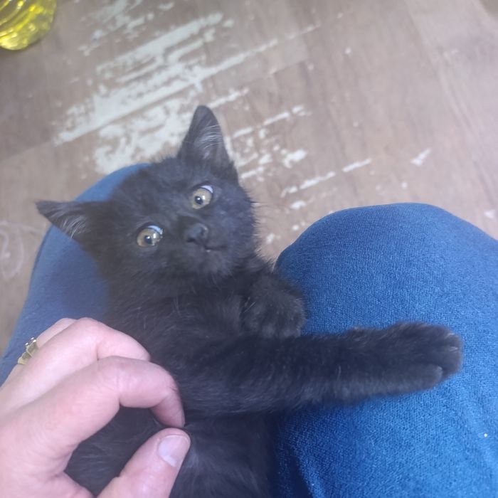 Котёнок девочка в добрые руки