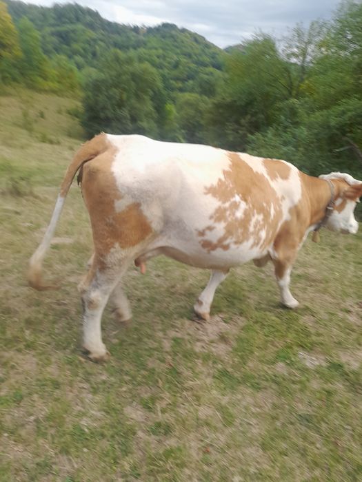 Vand vaca de 6 ani