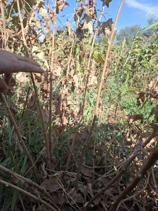 "Селеченская 2" қарақаты