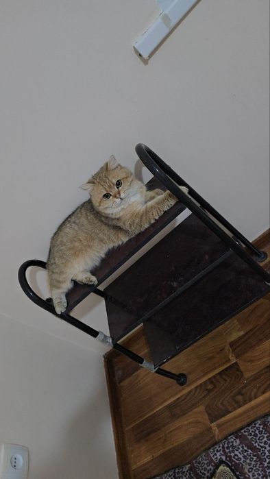 Золотые шиншилла мальчик