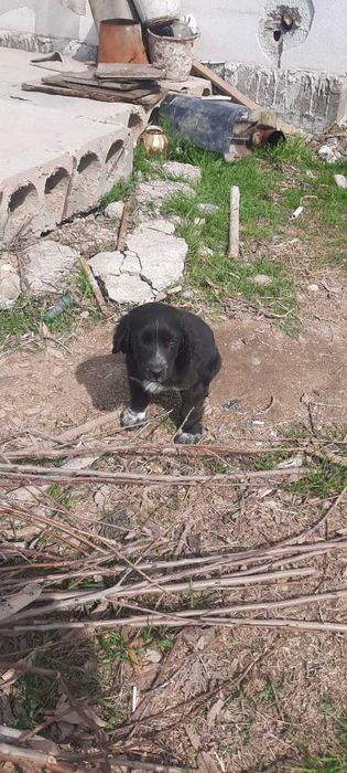 Срочно сотилади собака