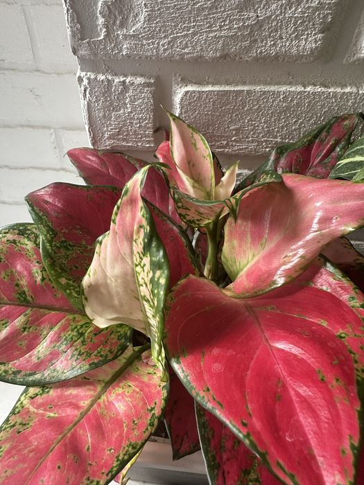 Растения как естественный фильтр воздуха