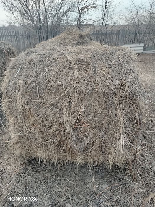 Продам сено луговое.