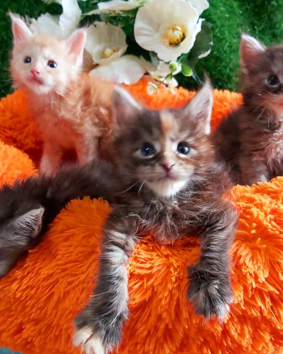 Мейн - Куны !!! Большой ВЫБОР котяток