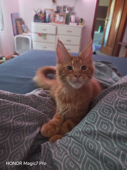 Pui Maine Coon cu pedigree