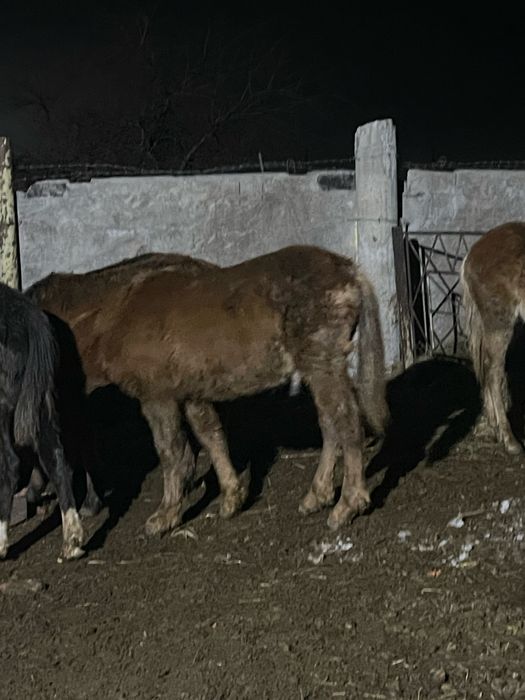 Продам жабагы еркек