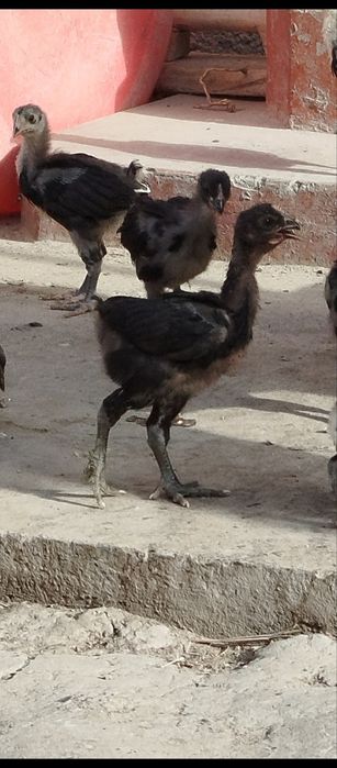 Jaydari jo'jalar