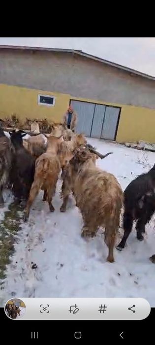 15  Țapi de vânzare!!