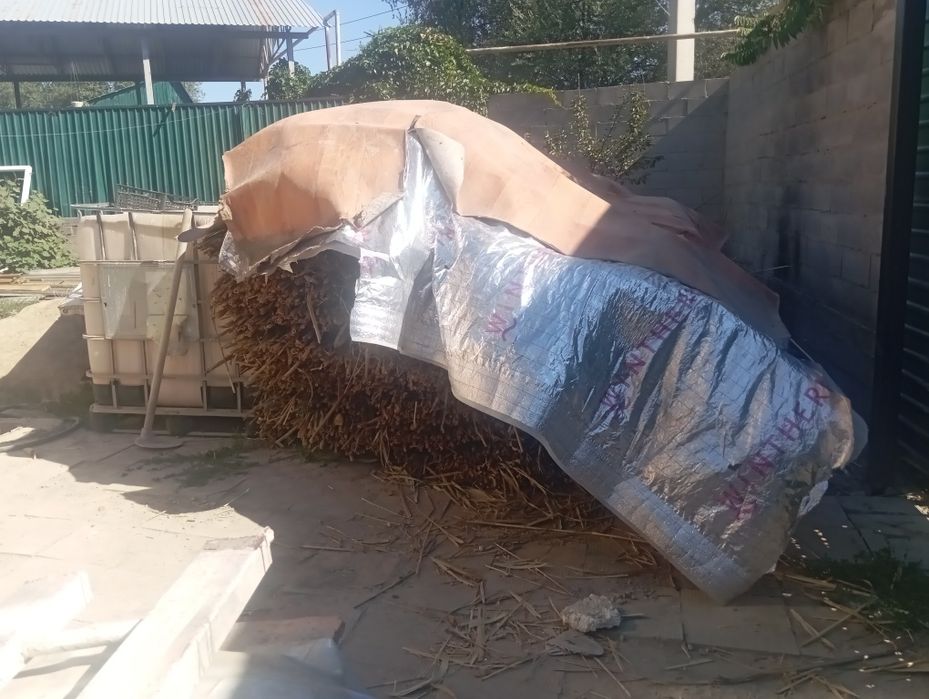 Продам камыш в матах,2*50
