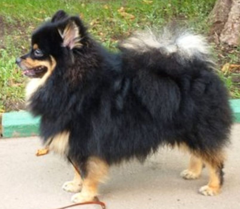 Шпиц померанский