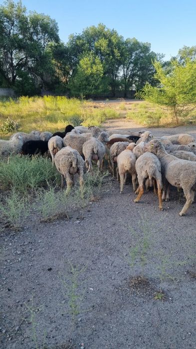 Қой сатылады