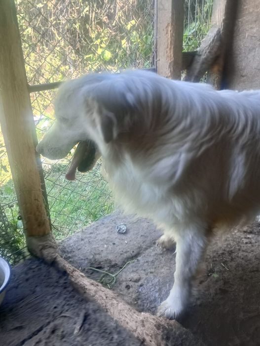 Golden retriever