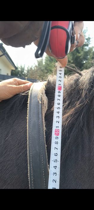 Vând harmasar de 9 ani