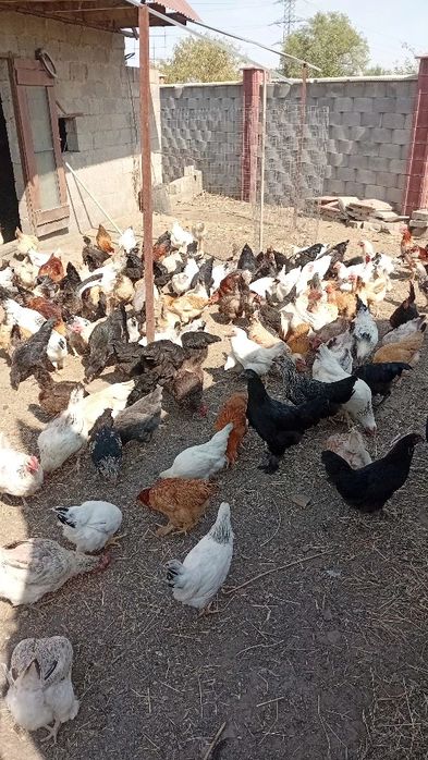 Домашние куры молодняк