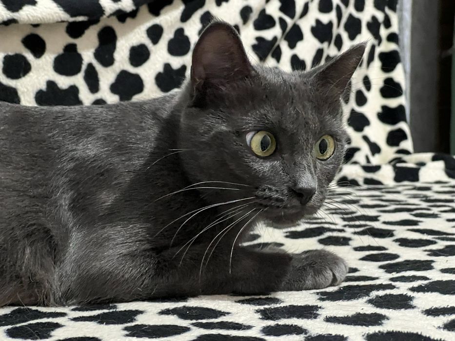 Кошка ищет новый дом