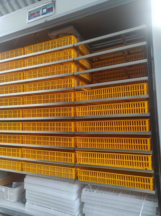 Үлкен инкубатор, автомат