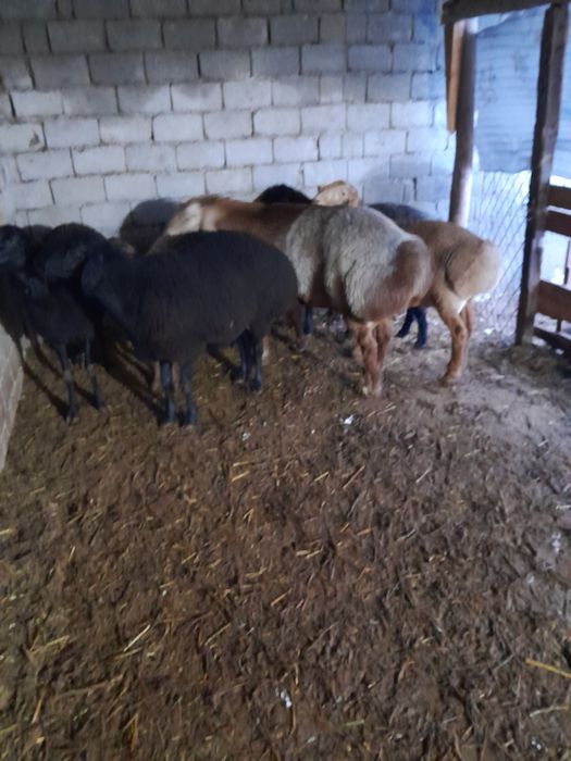 Sog'lom Qochqor sotiladi