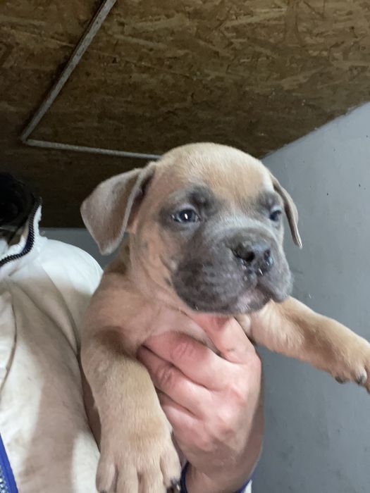 Щенки американский булли