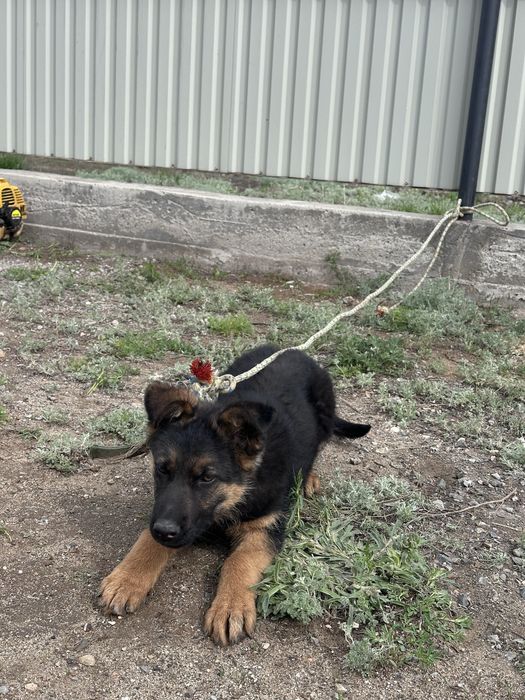 Овчарка күшік (щенок)