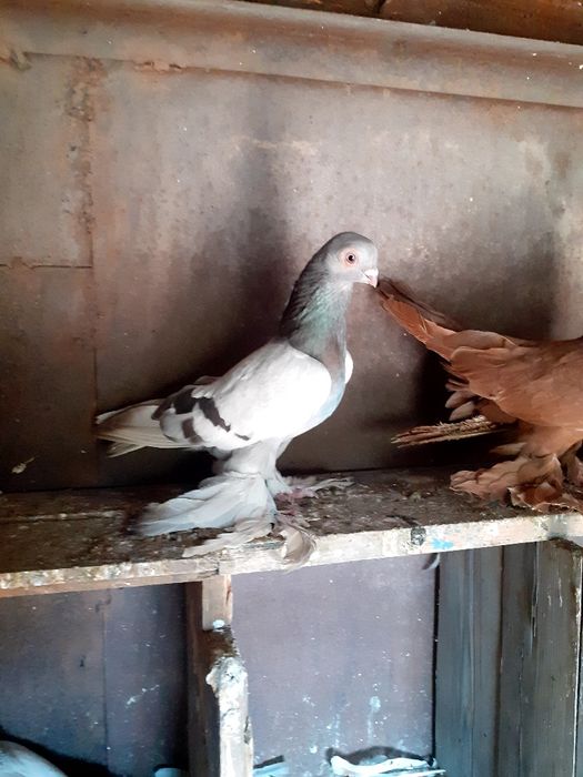 Продам голубя самец