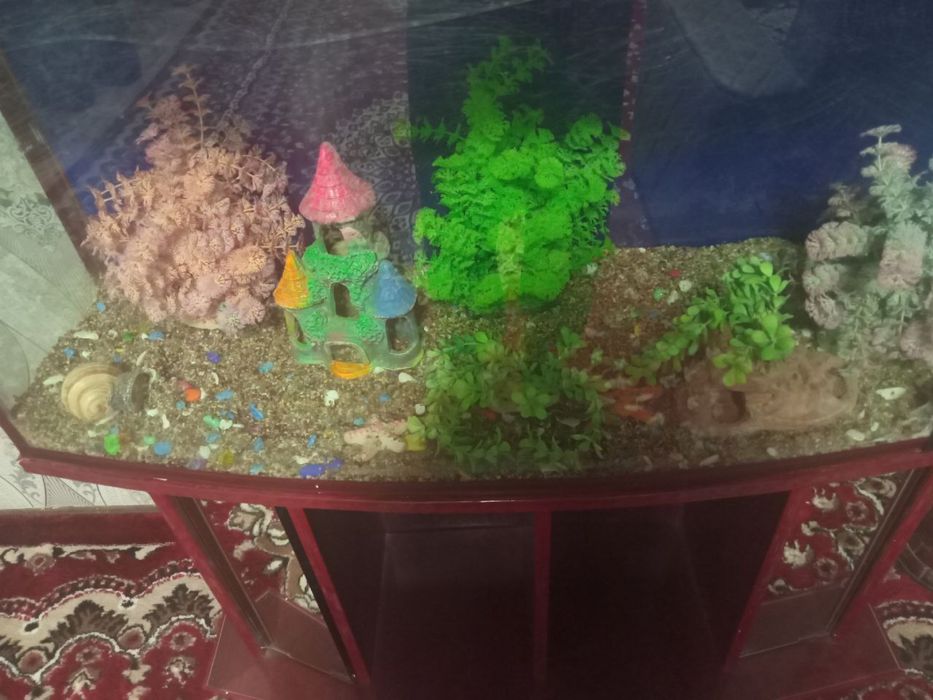 Аквариум олди ойнаси синган