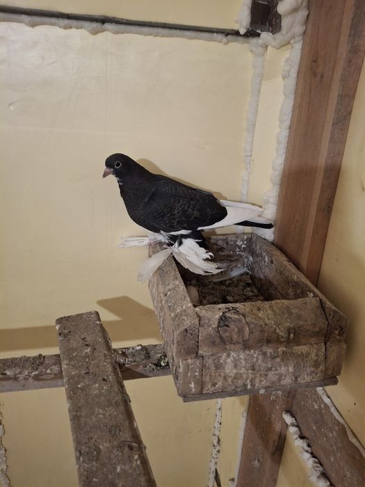 Продам голубей жуки сочи