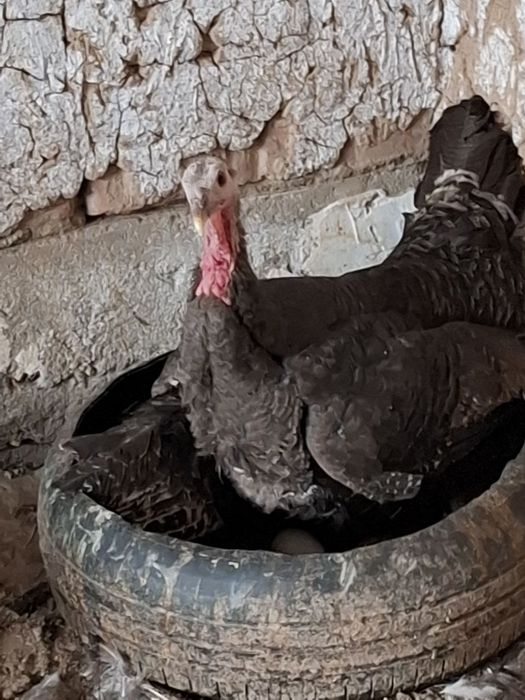 indyuk sotiladi 3 dona qoldi