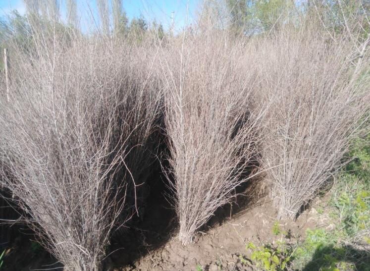 Продам карагач, тополь, лиственные деревья