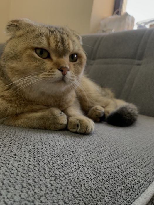 Вязка! Nasil olish!