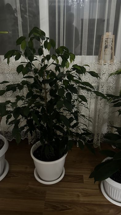 Комнатные цветы Фикусы