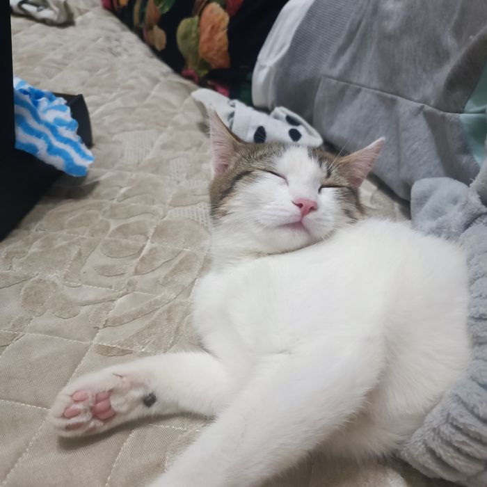 Кошечка 1 годик 6 мес