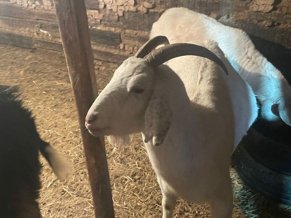 Продам козел молочный