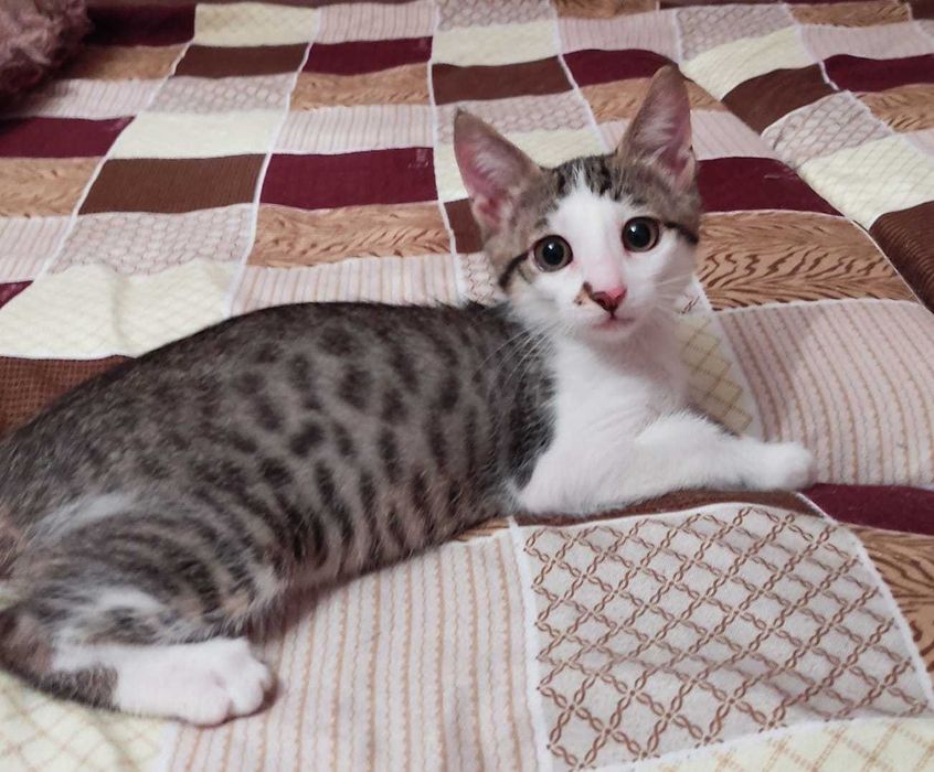 Котята в добрые ручки.