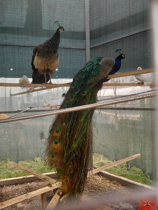 Сотилади. Каропка 2х комнатная квартира на 2-этаже