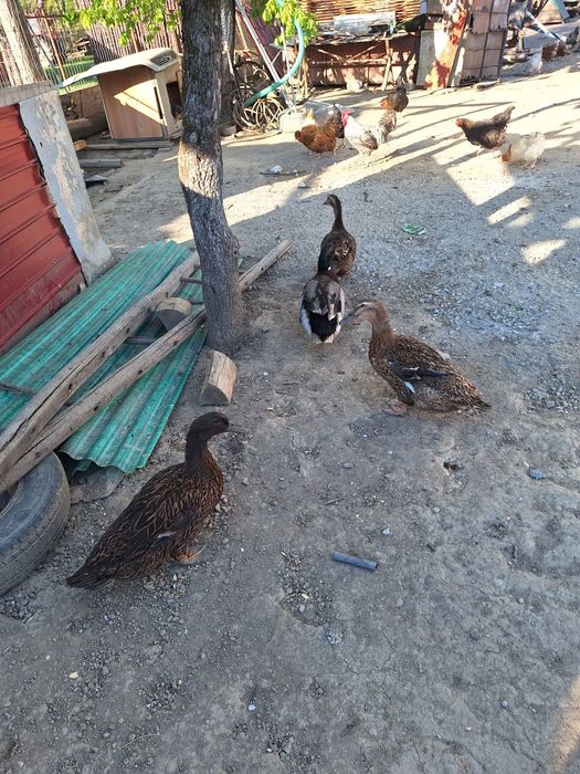 Familie de rate formată