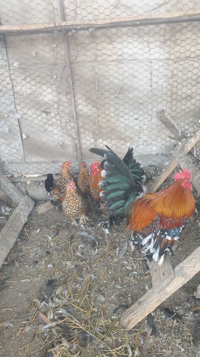 Găini mii de flori și ouă.