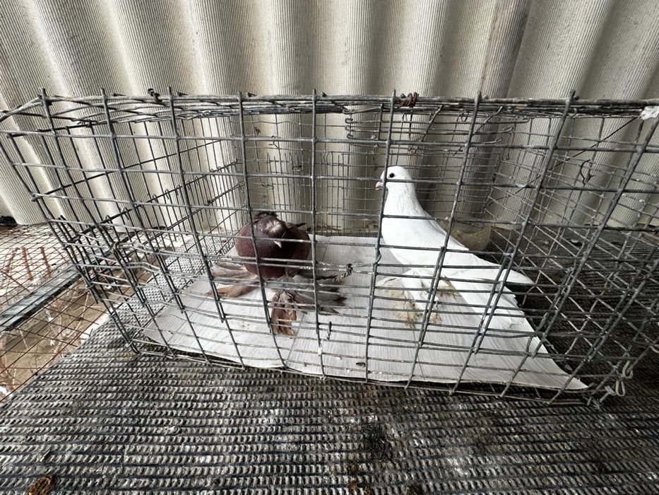 Голуби декоротивные