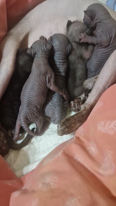 Донской сфинкс  для  вязки