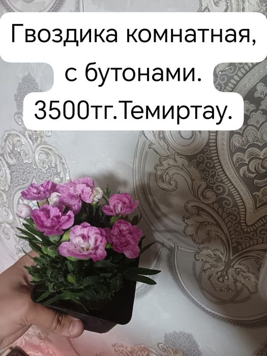 Продам комнатные цветы