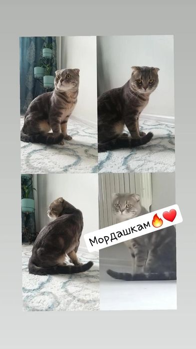 Шотландский вислоухий кот