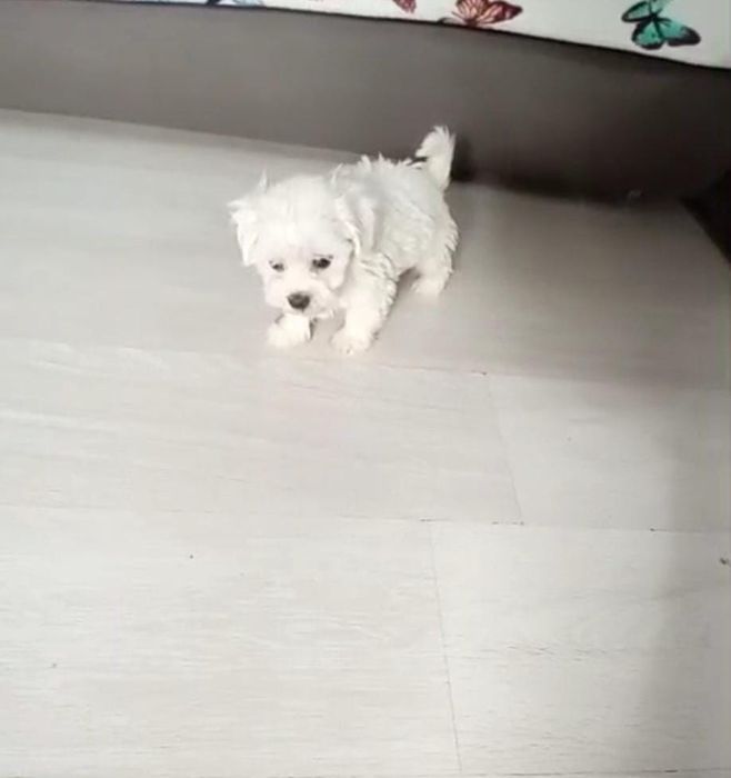 Cadou Bichon mini Toy