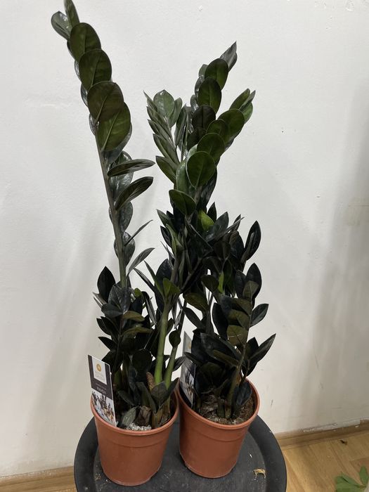 Замиакулькас черный