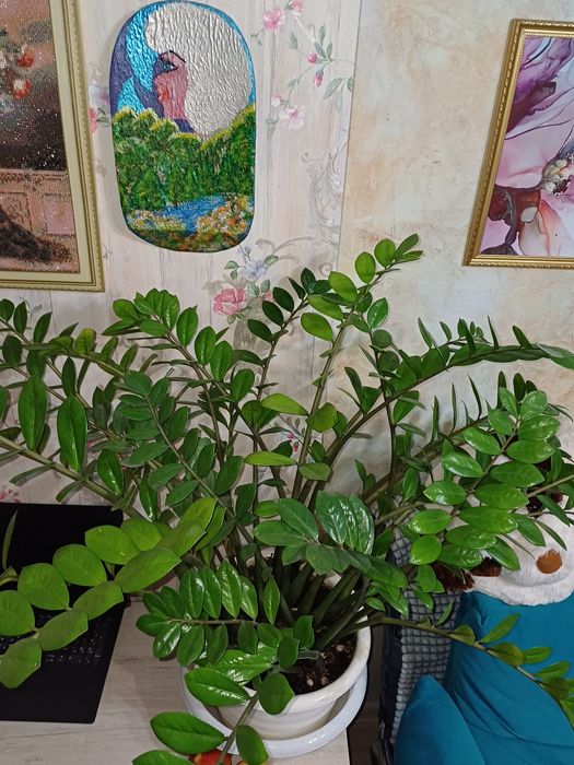 Замиокулькас долларовое дерево