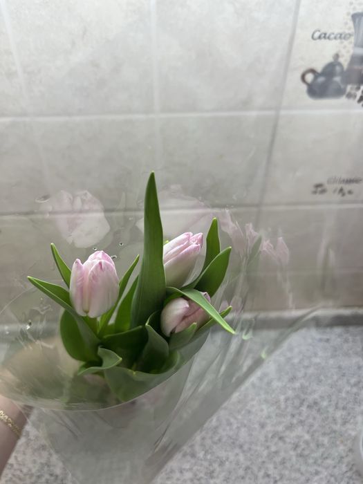 Тюльпан по 650тг шт