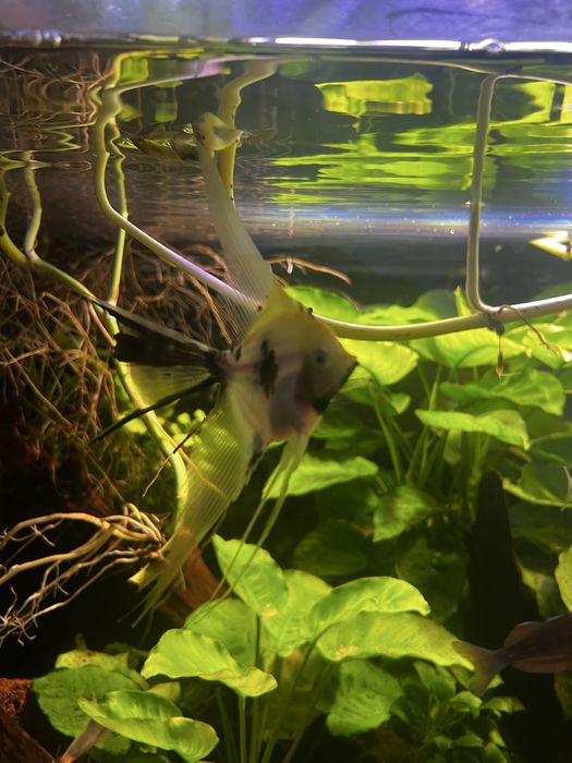 Pesti acvariu scalarinsi geophagus