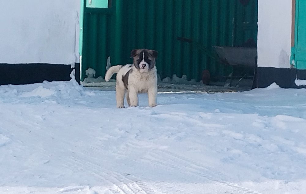 Продам щенков американская акита