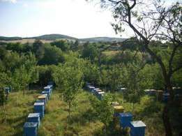 Натурален пчелен мед и цветен прашец