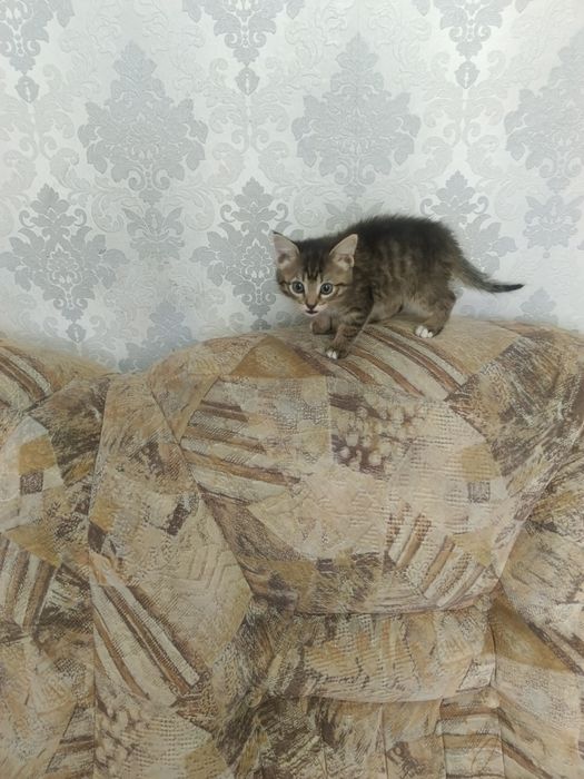 Котёнок _2026_скумбрия