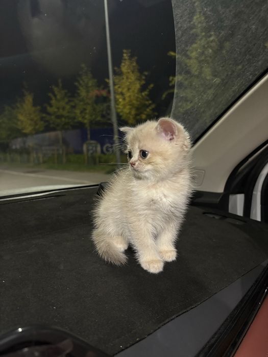 котёнок золотая шиншилла, девочка