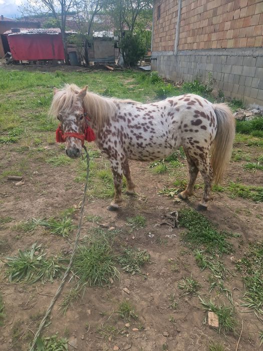Vând poneita gata genstanta